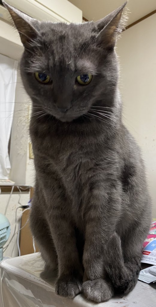 北の野良猫 tweet media