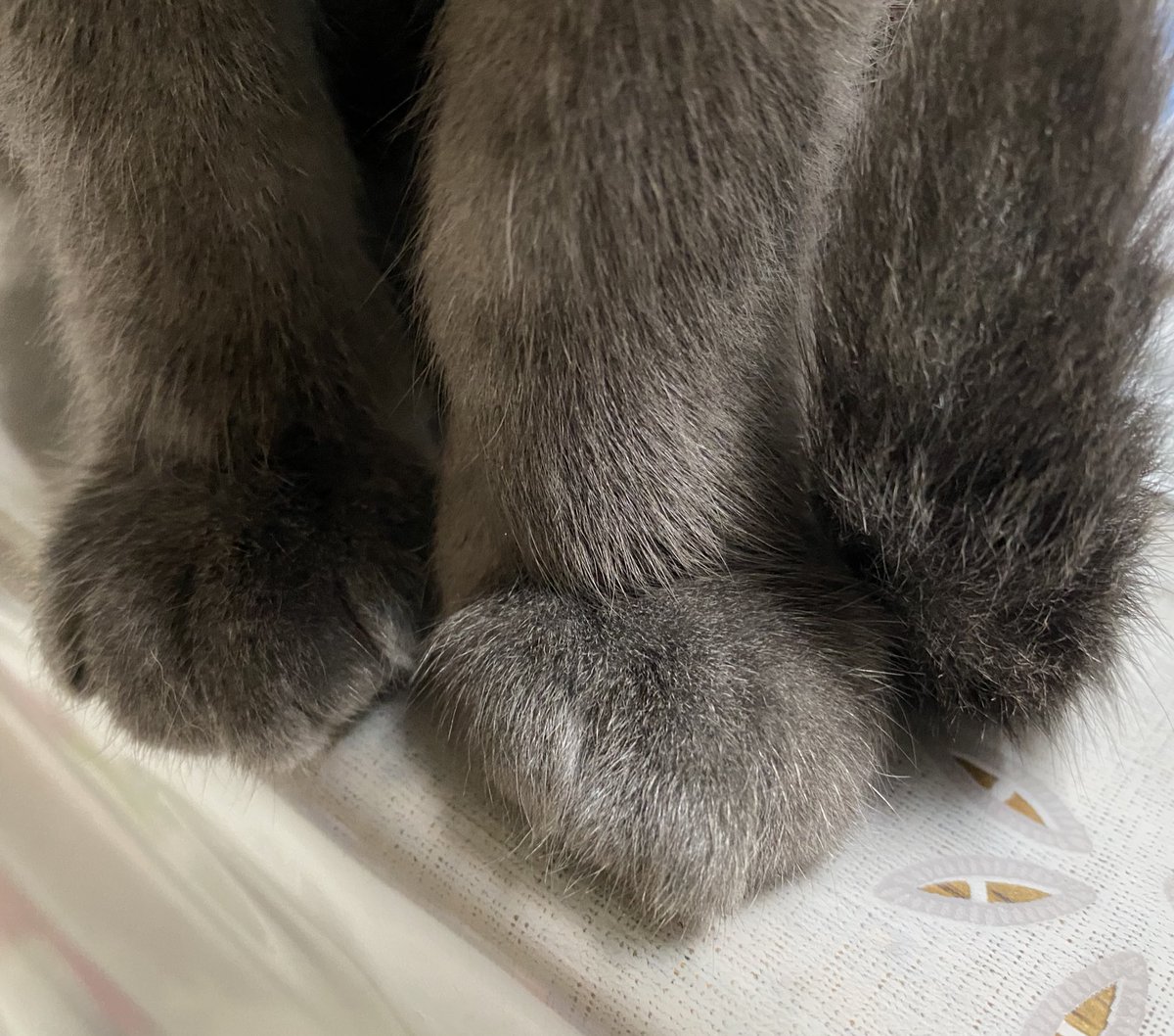 北の野良猫 tweet media