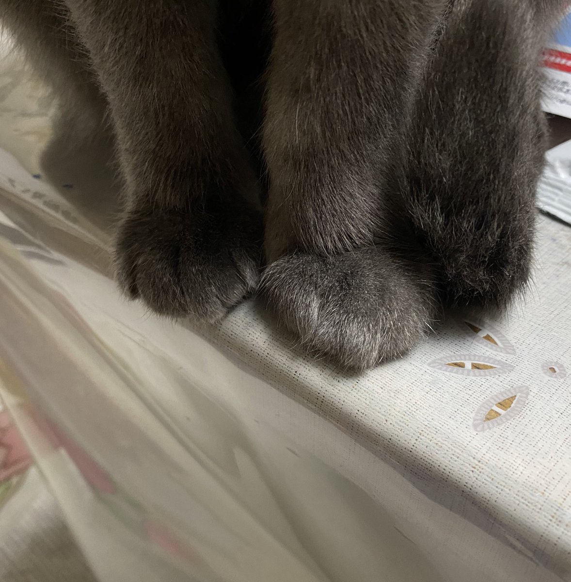 北の野良猫 tweet media