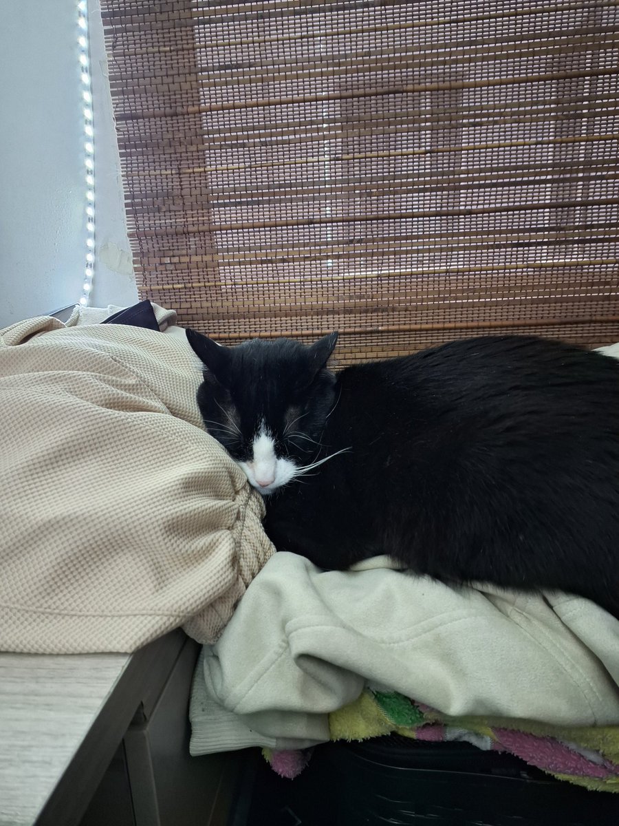 NinePhiro tweet media