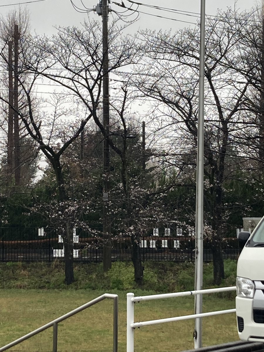 🌸大崎むつみの里実習センター🌸
おはようございます。今日も雨ですね。桜が咲き始めたのですが…。週末は晴れそうなので大崎公園でのお花見もできそうです。来週晴れたら、大崎むつみの里でもお花見できるのにな。晴れますように！