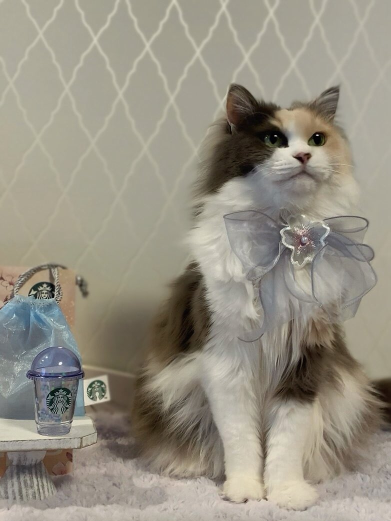 ハンちゃん🐱💜は𝙴𝚛𝚒𝚗の猫 tweet media