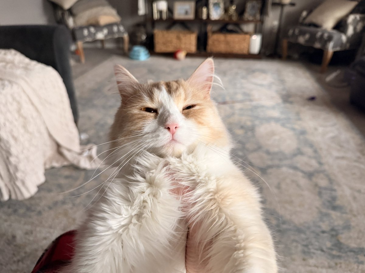 Roblox_Cat tweet media