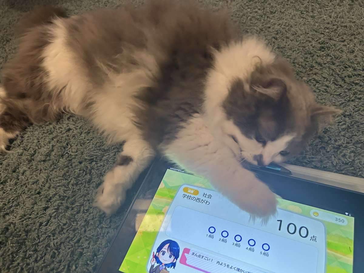 first_step1230's tweet photo. とりあえず邪魔したい

構ってちゃんな弟くん

#猫　#ミヌエット
#猫好きさんと繋がりたい
#猫のいる生活　#cat　#고양이　#야옹이 https://t.co/qfjGXl1NkJ