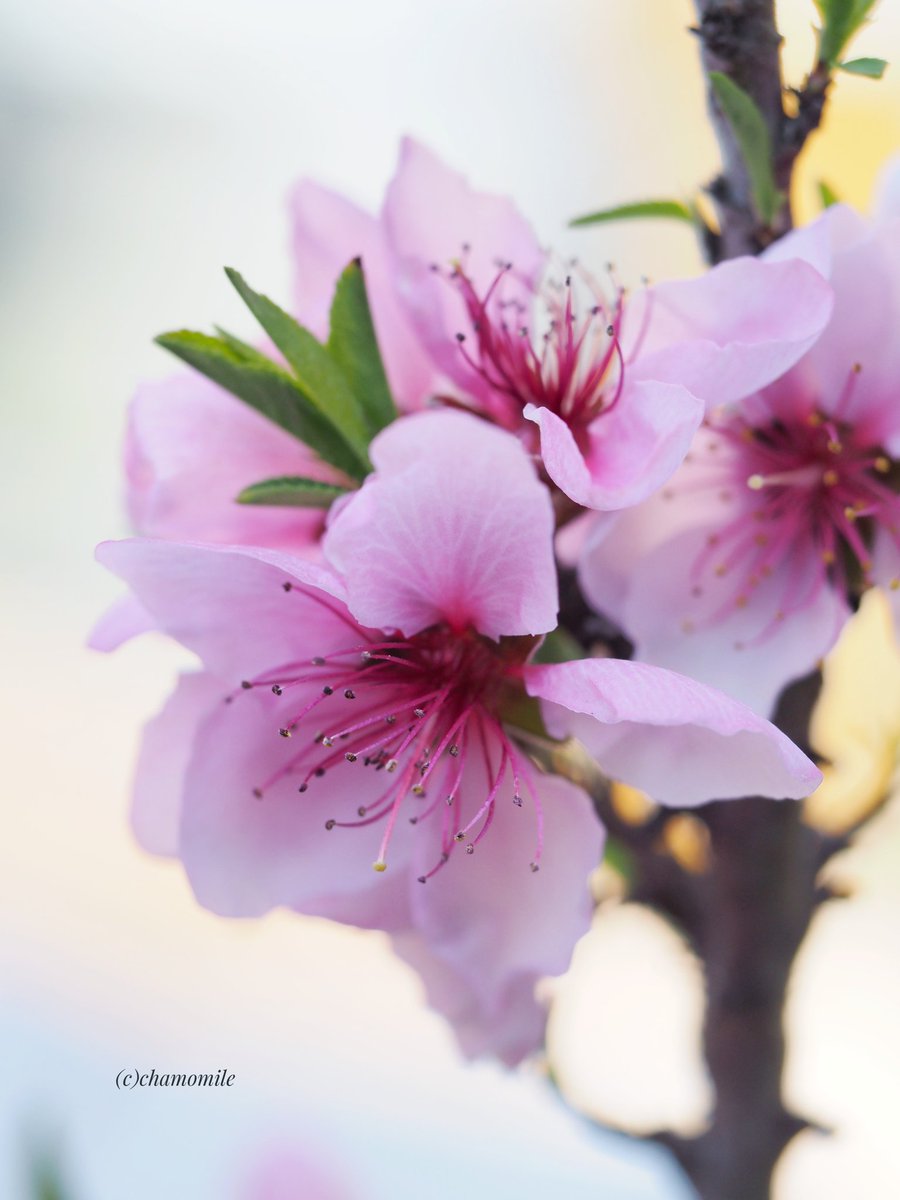 𝕔𝕙𝕒𝕞𝕠𝕞𝕚𝕝𝕖🌹🌿 tweet media