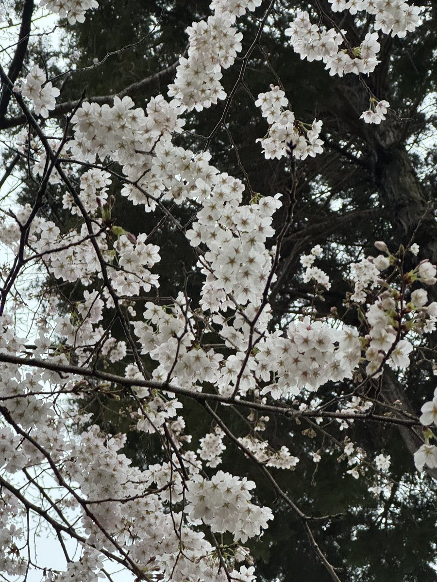 ちぃばぁ･:*+.\(( °ω° ))/.:+ tweet media