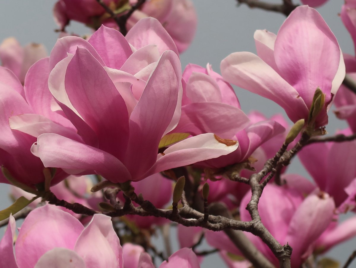 スカーレット(多忙の為 お返事遅れてごめんなさい(☆´_ _)ペコリ) tweet media