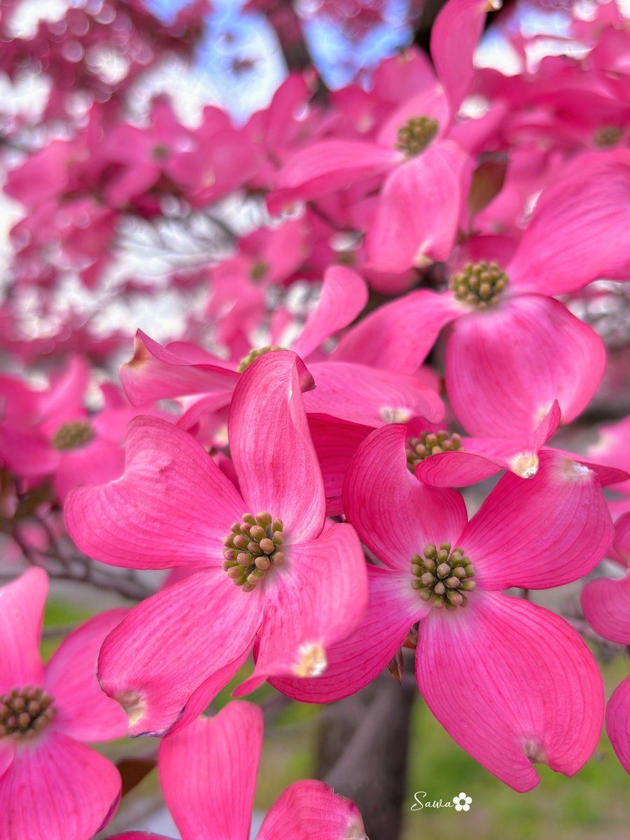 ✿ さわ ✿ tweet media