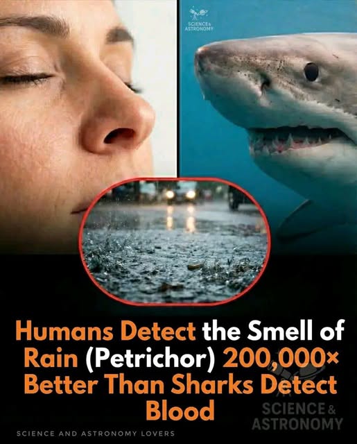 Kateri Seraphina tweet media