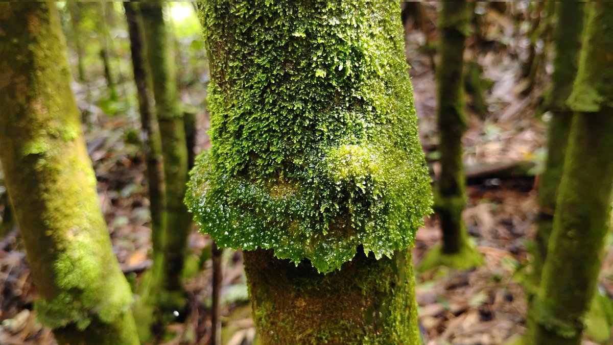 Tydyn Rain St. Clair tweet media