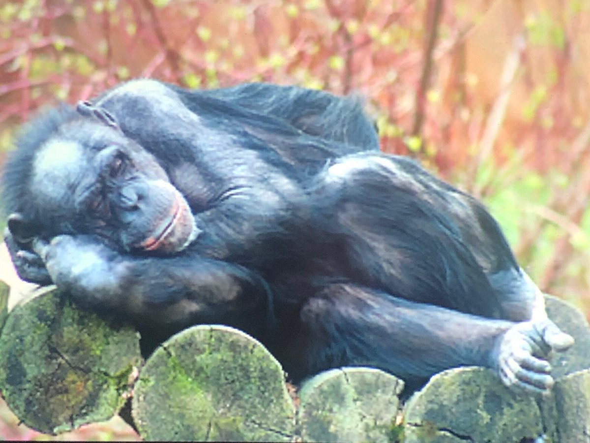 The Bonobo's, Old World Chan, Blue Collar Zen tweet media