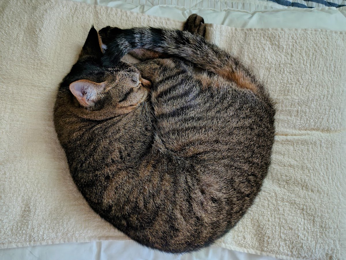 夜更かしの猫好き🐾🐾 tweet media