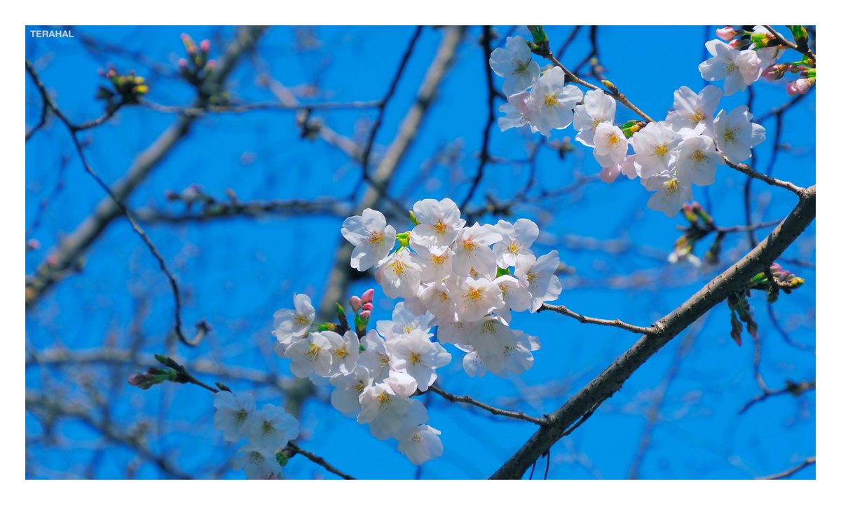 TERAHAL🐱 tweet media