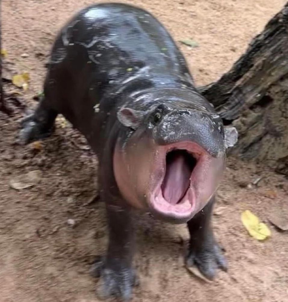 pmt #teammasonhome tweet media