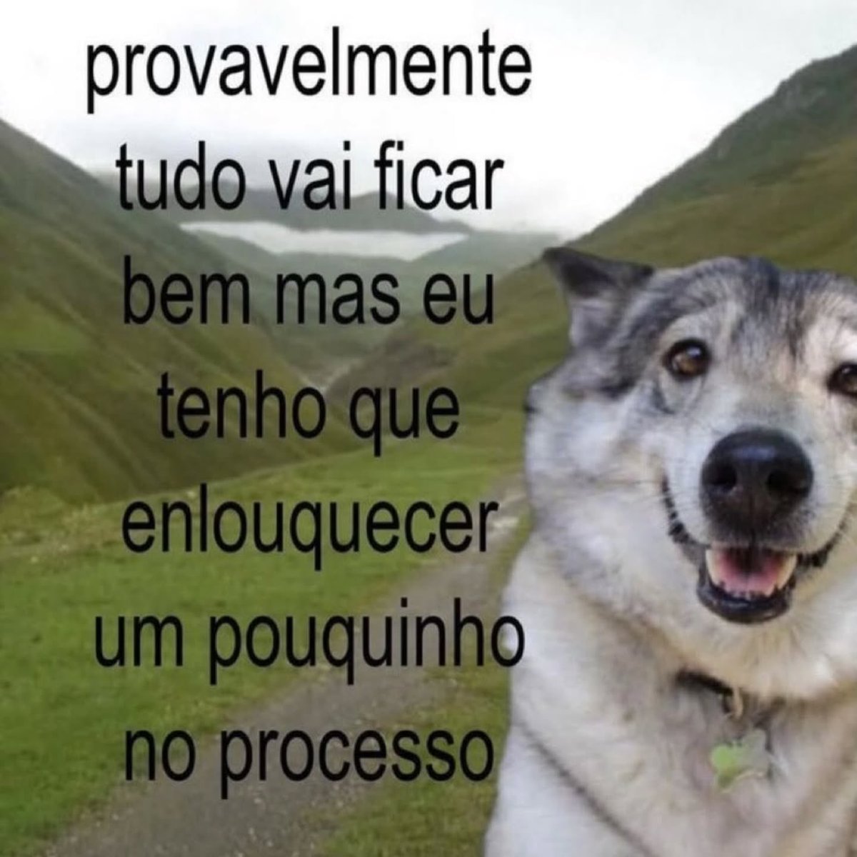 acervo doguinhos tweet media