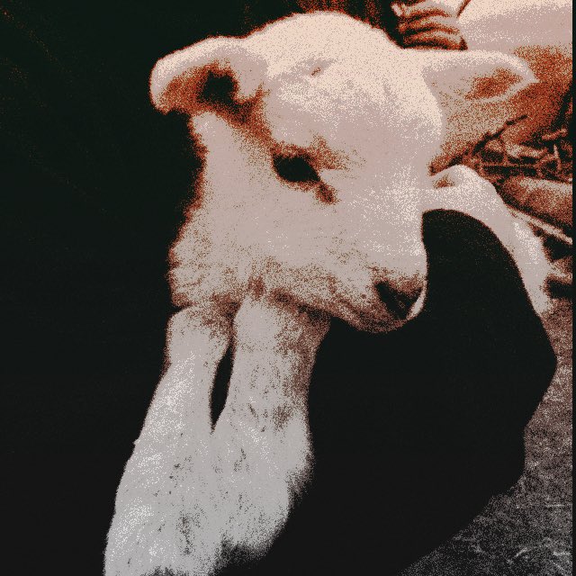 ˖ ྀྀ ･ 𓂃 𝓉𝘩𝘦 𝓛𝗔͟𝗠͟𝗕. tweet media