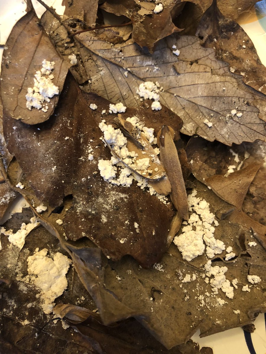 Marishay tweet media