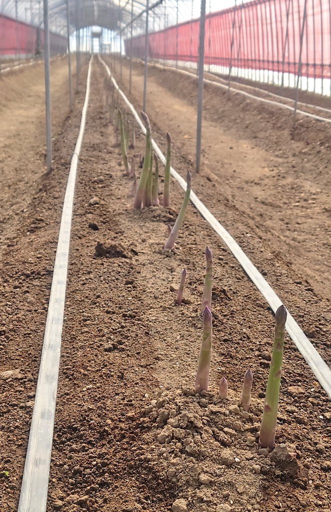ハウスのアスパラガスは芽が揃い始めました
定植２年目ですが、昨年の冬にしっかりと根が栄養を蓄えてくれたようです
これから毎日の収穫が始まります！
がんばろー🙋
