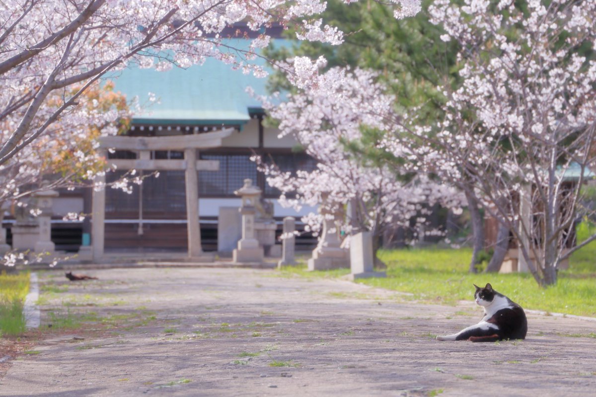 sachiko_photo tweet media