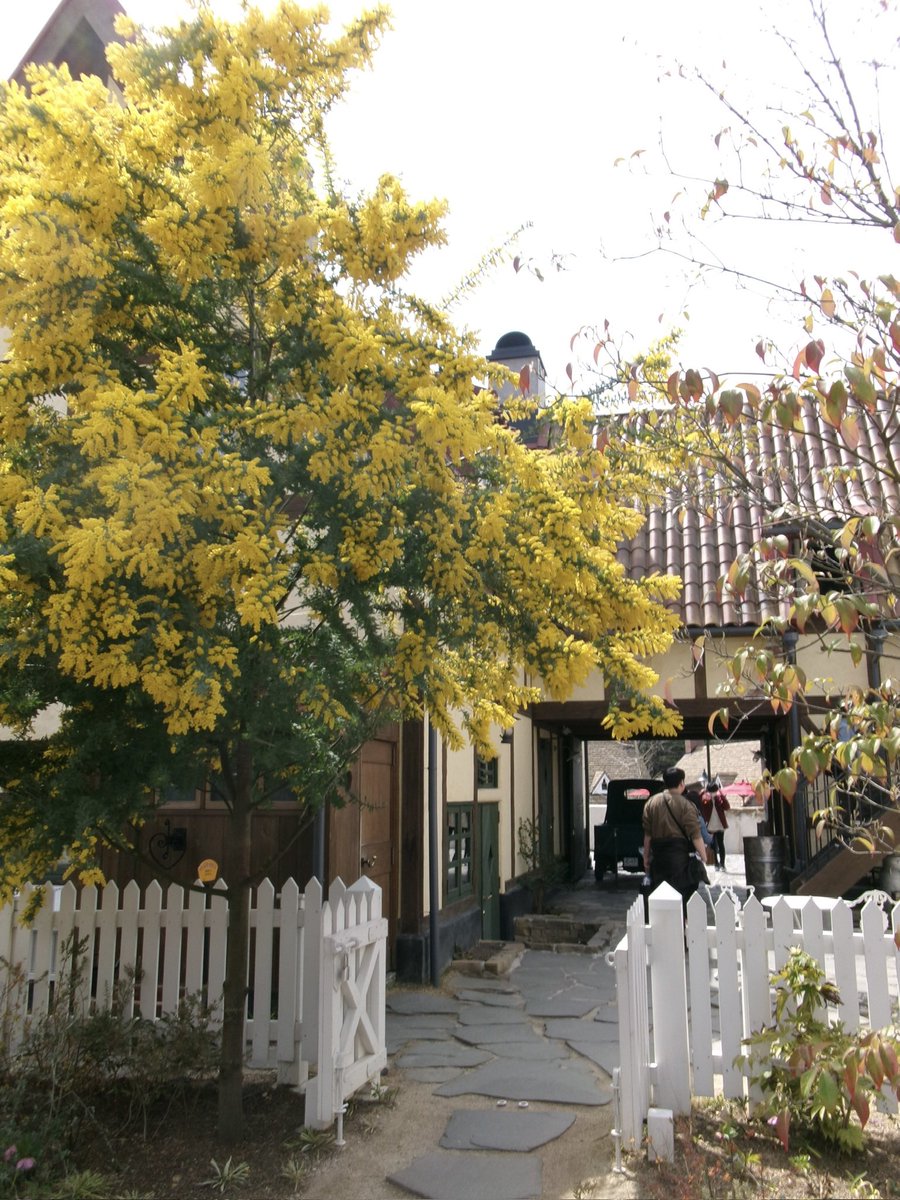osakana_pine's tweet photo. 念願のジブリパーク🏠🐈‍⬛ https://t.co/02J0ID1Nr3