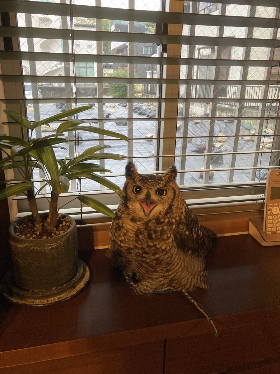 飛鳥と虎珀のママ tweet media