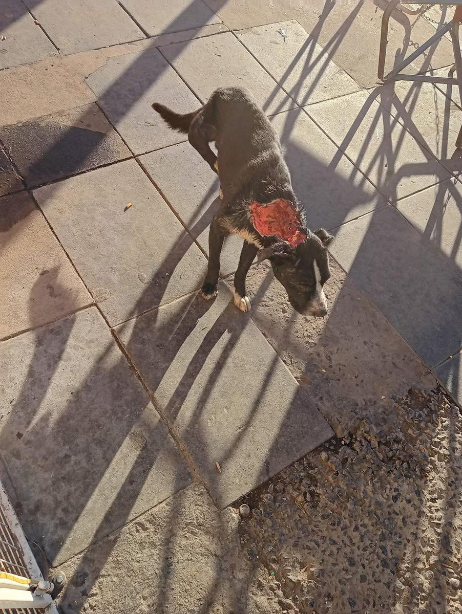 Organización Mi Fiel Amigo tweet media