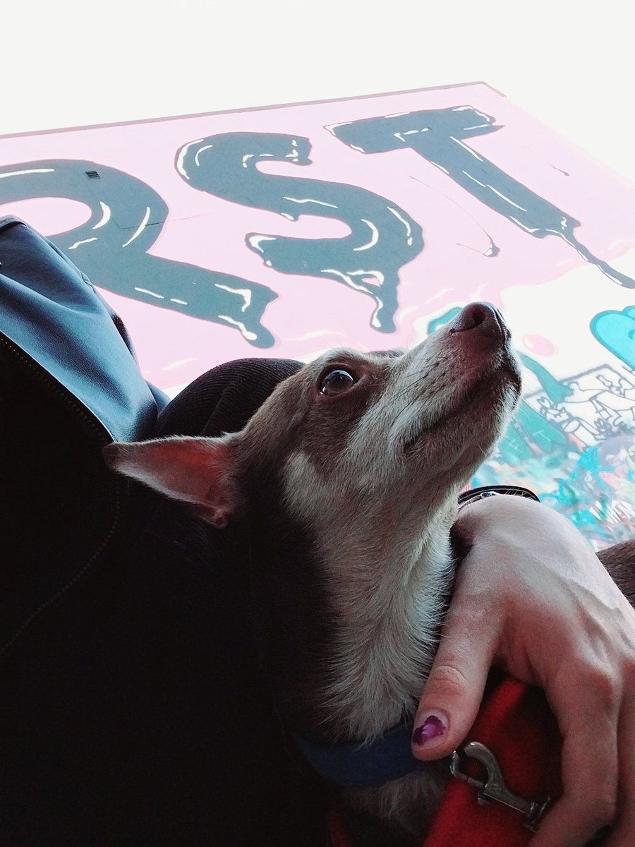 tagomago___'s tweet photo. It's the dog!!! https://t.co/k1A1ViVo1D