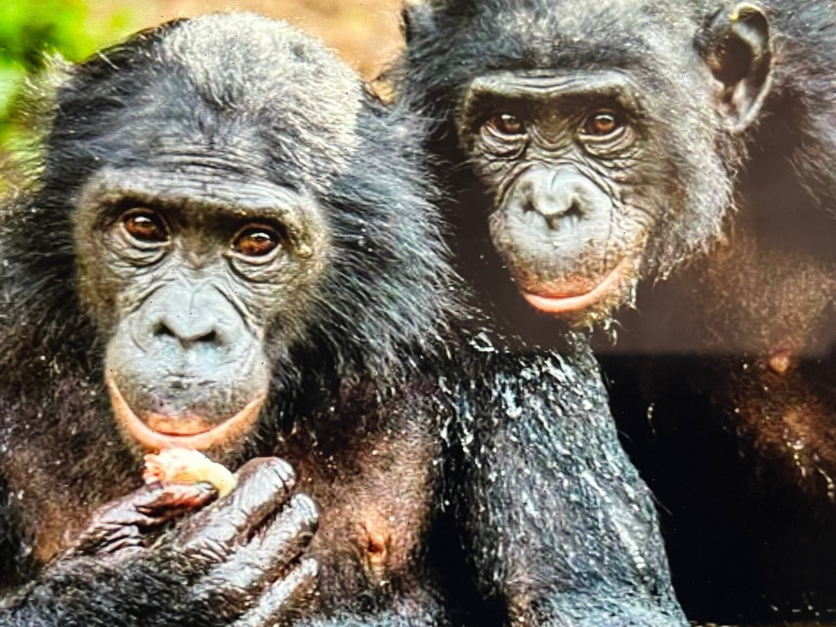 The Bonobo's, Old World Chan, Blue Collar Zen tweet media