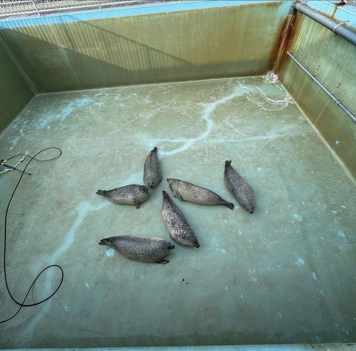 🩷🦭 Leah 🦭🩷 tweet media