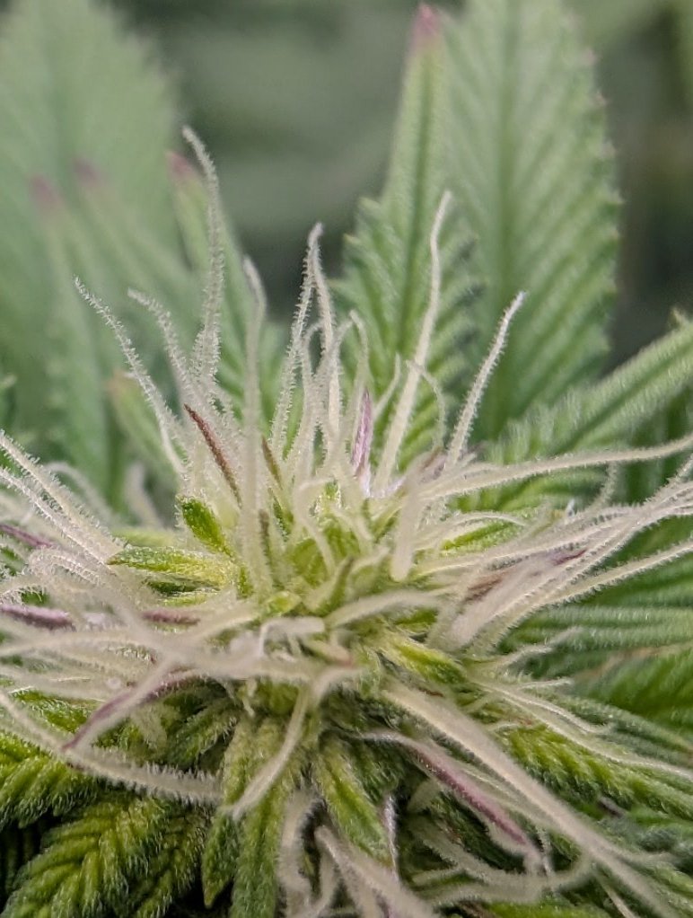 pineapple_ben's tweet photo. @Ericcannavet Can I order some? 
My current 3rd week flower of tropic Miami from @mosiexotix https://t.co/8dEMWYlw26
