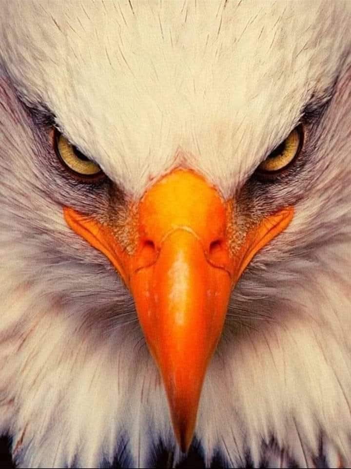 AHMED SAQR𓂀 tweet media