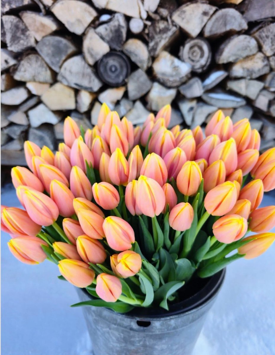 Jorge Moreira tweet media