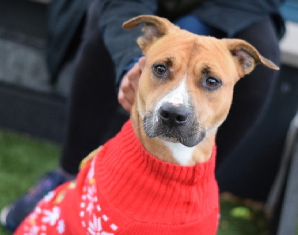 Morgan Fairchild's Dogs tweet media