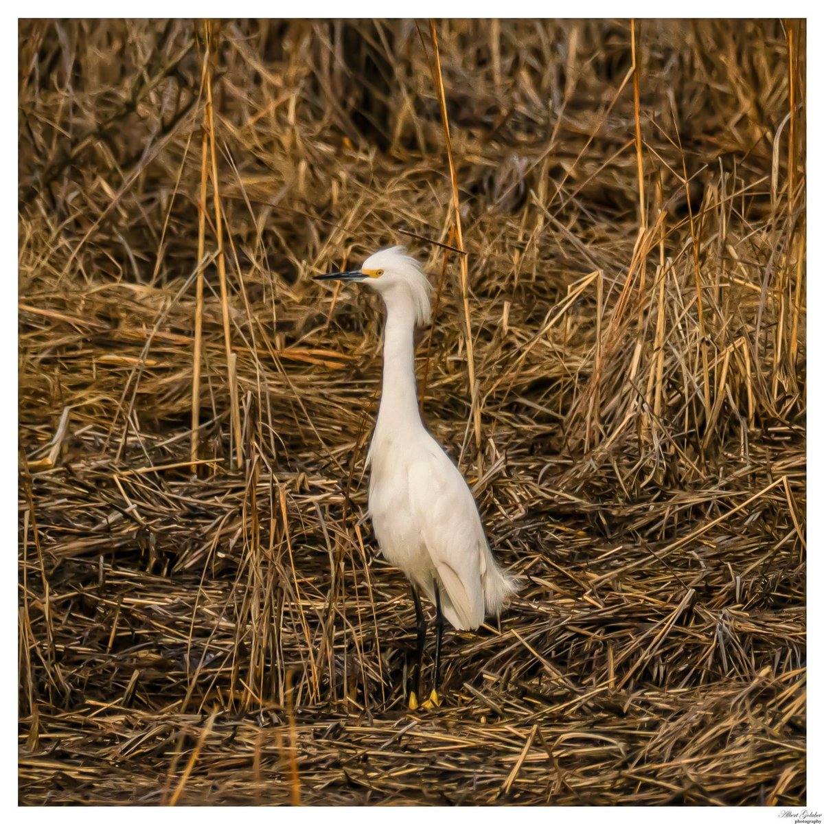 qaextreme's tweet photo. Spotted the Snowy Egret at Marine Park Salt Marsh @BirdBrklyn https://t.co/QfzF68zb6d