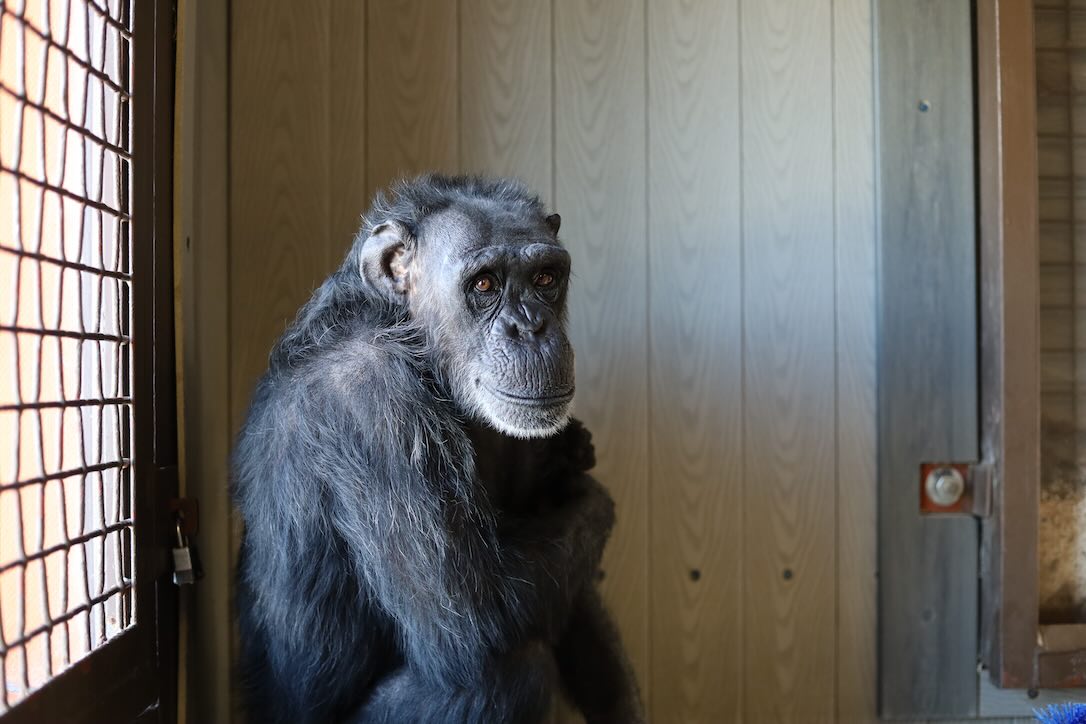 Chimpanzee Sanctuary Northwest tweet media