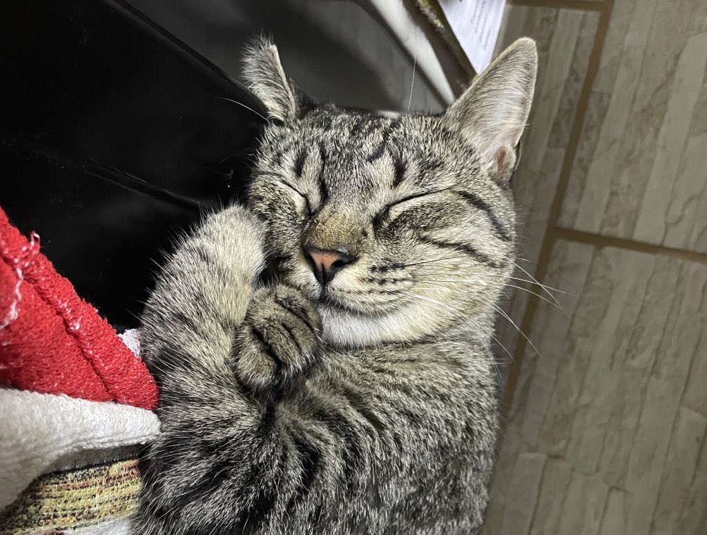 Tamy | ⓟ 💚🐷 tweet media