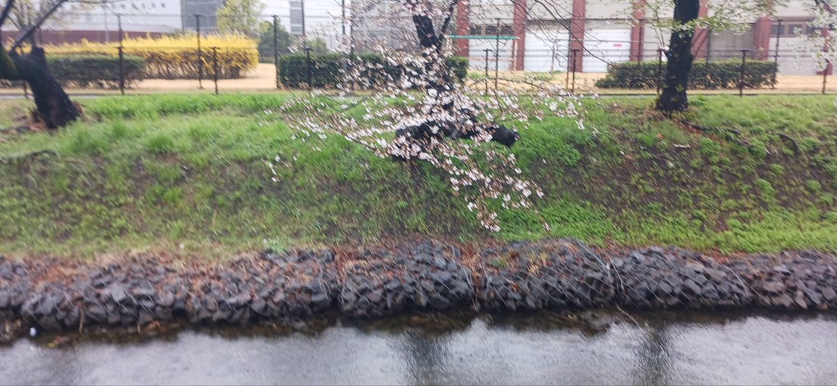 🐯K.のりのりまる⚾🏒⚽🏀 tweet media