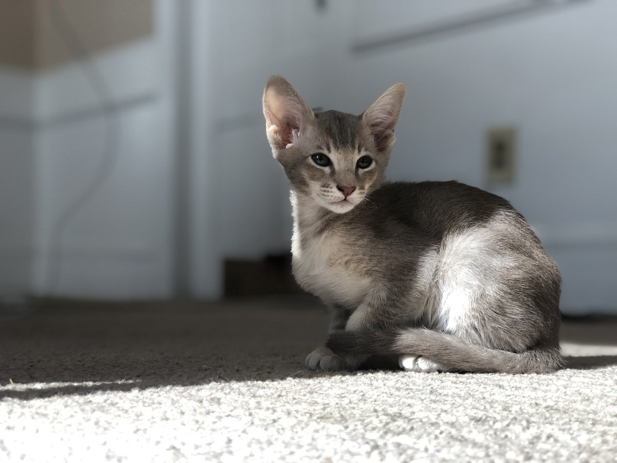 Oida Cat Odie Tha Cat (@OdieTheLoudCat) / Posts / X