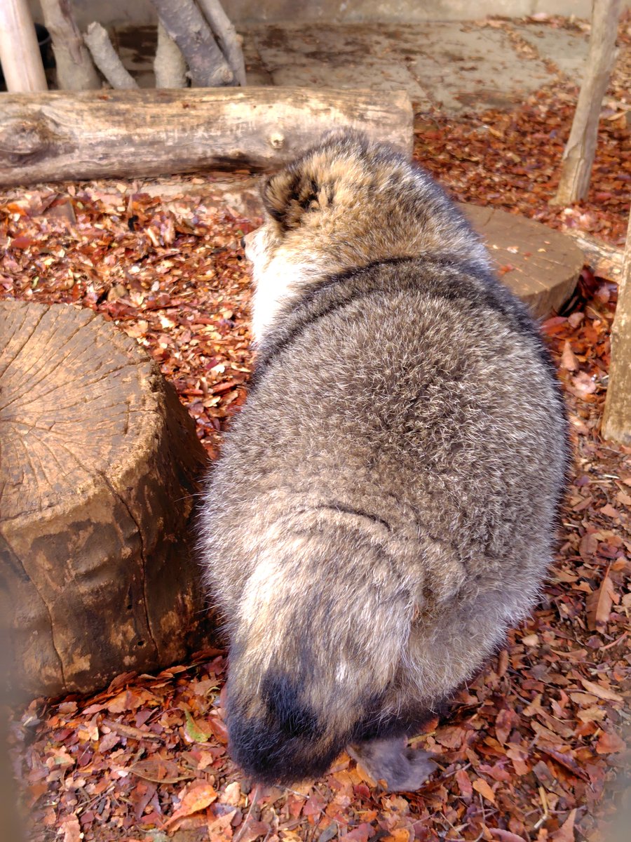 もっち狸 tweet media