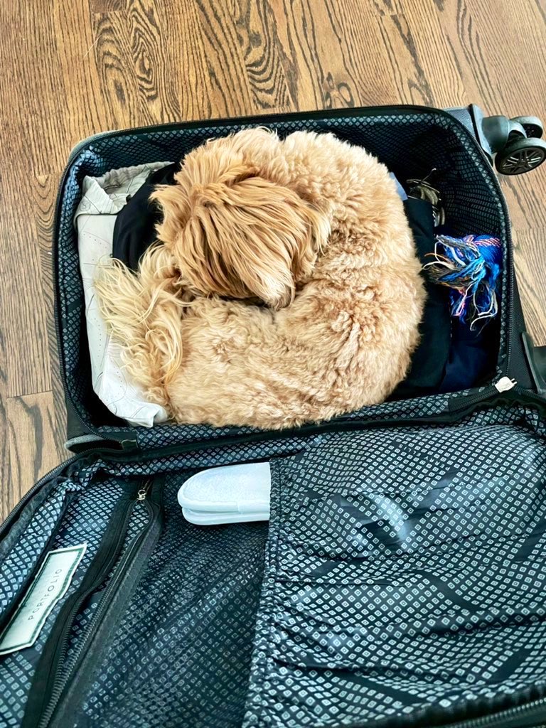 Lesboferretera tweet media