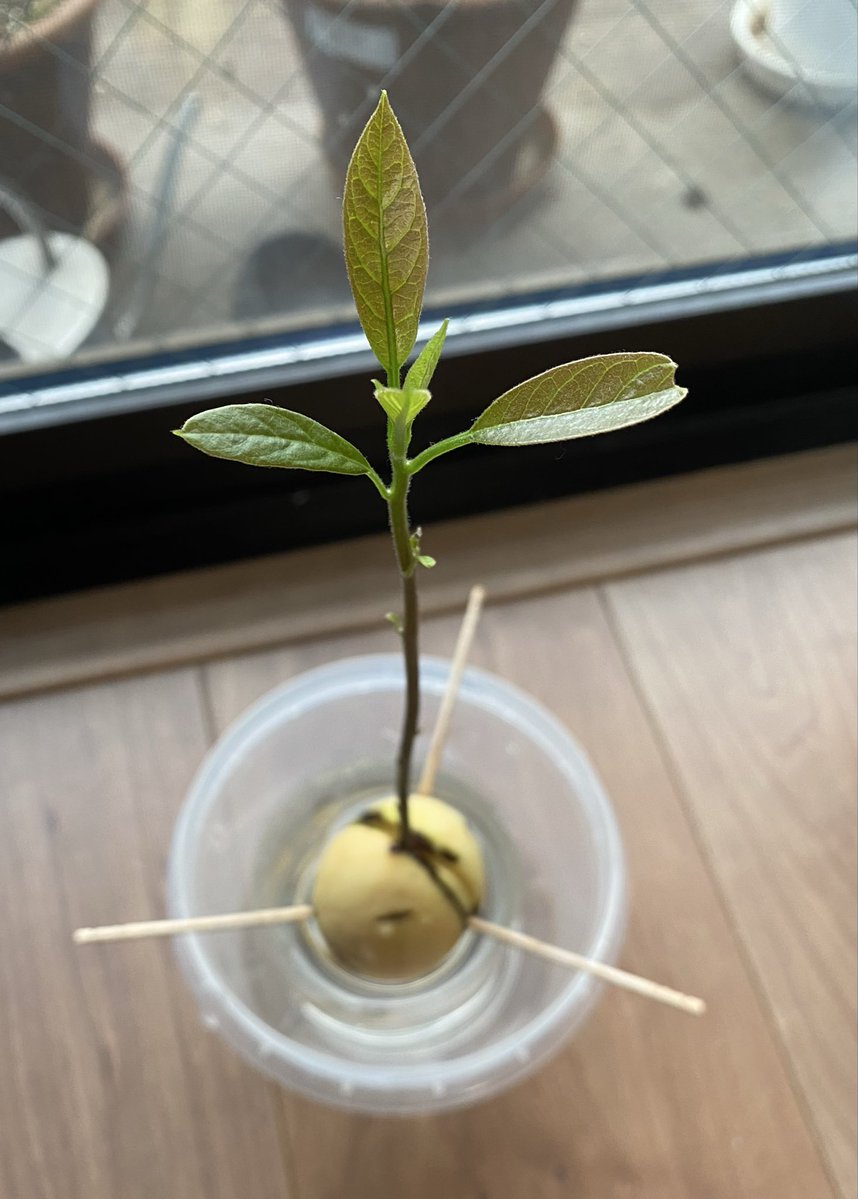 柳澤聖子@編集とライターの人 tweet media