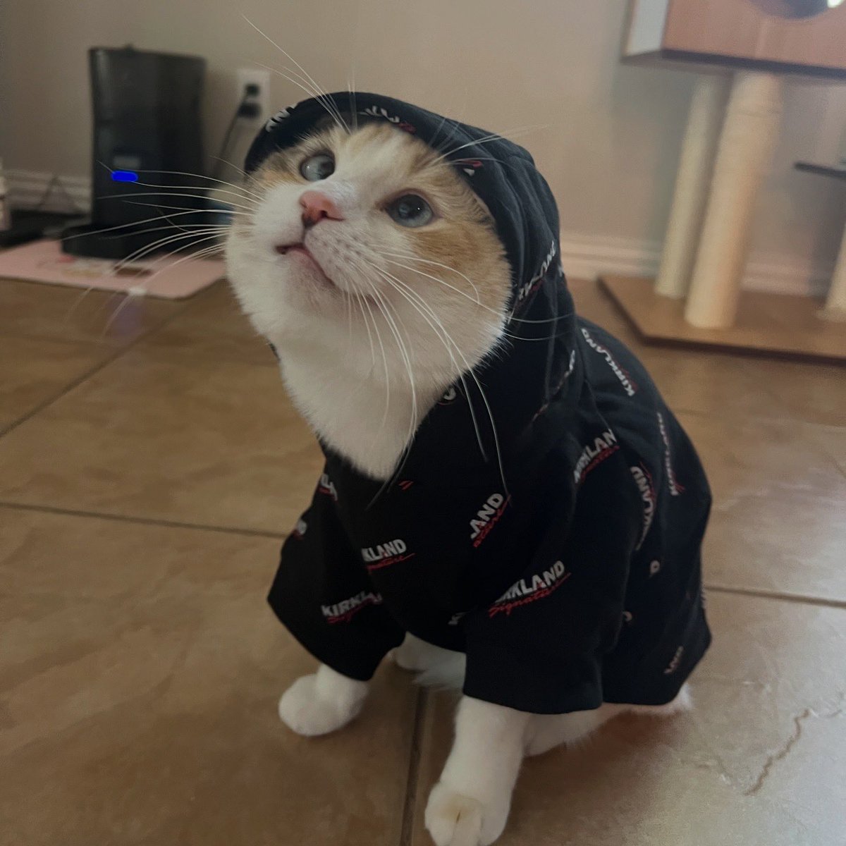 fatfatpankocat's tweet photo. A fun fact about Panko is that she is very :3 https://t.co/FnH08keBCT