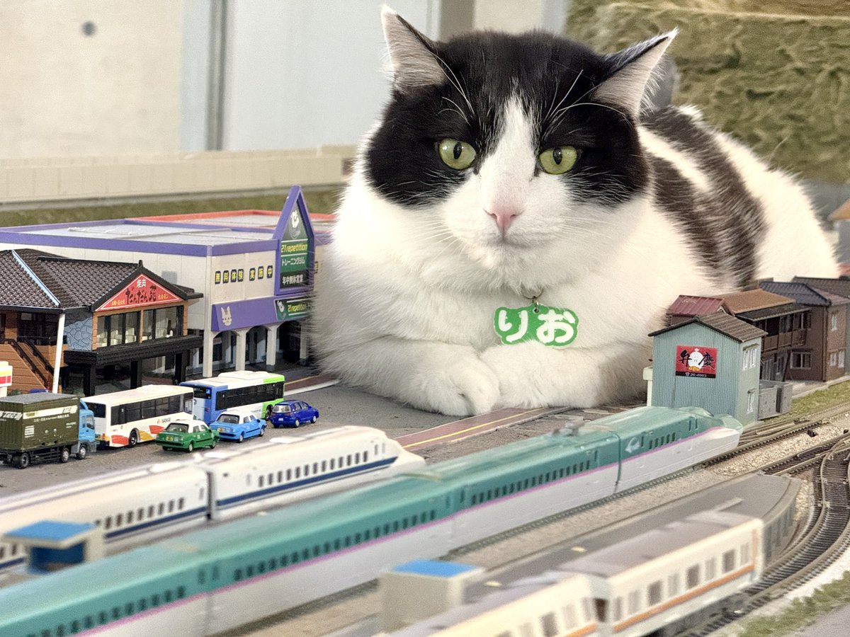 保護猫カフェ 大阪文化館・ジオラマ食堂 Cats Wonderland Osaka-bay tweet media