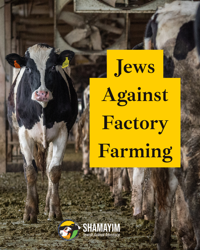 Shamayim: Jewish Animal Advocacy tweet media