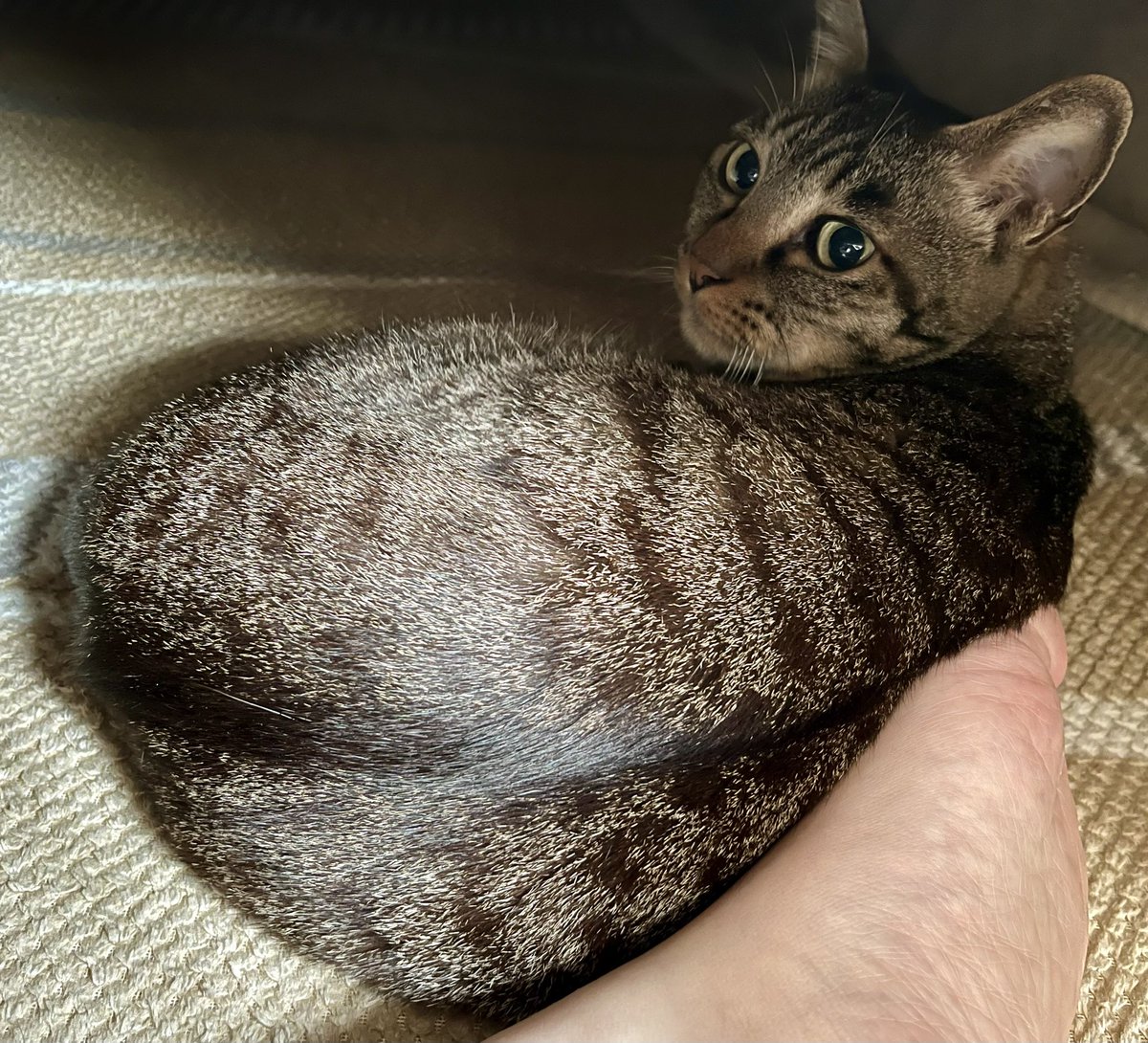 まだ眠いにゃ…
こたつのぞかないでにゃ！
#猫と暮らす幸せ
#保護猫