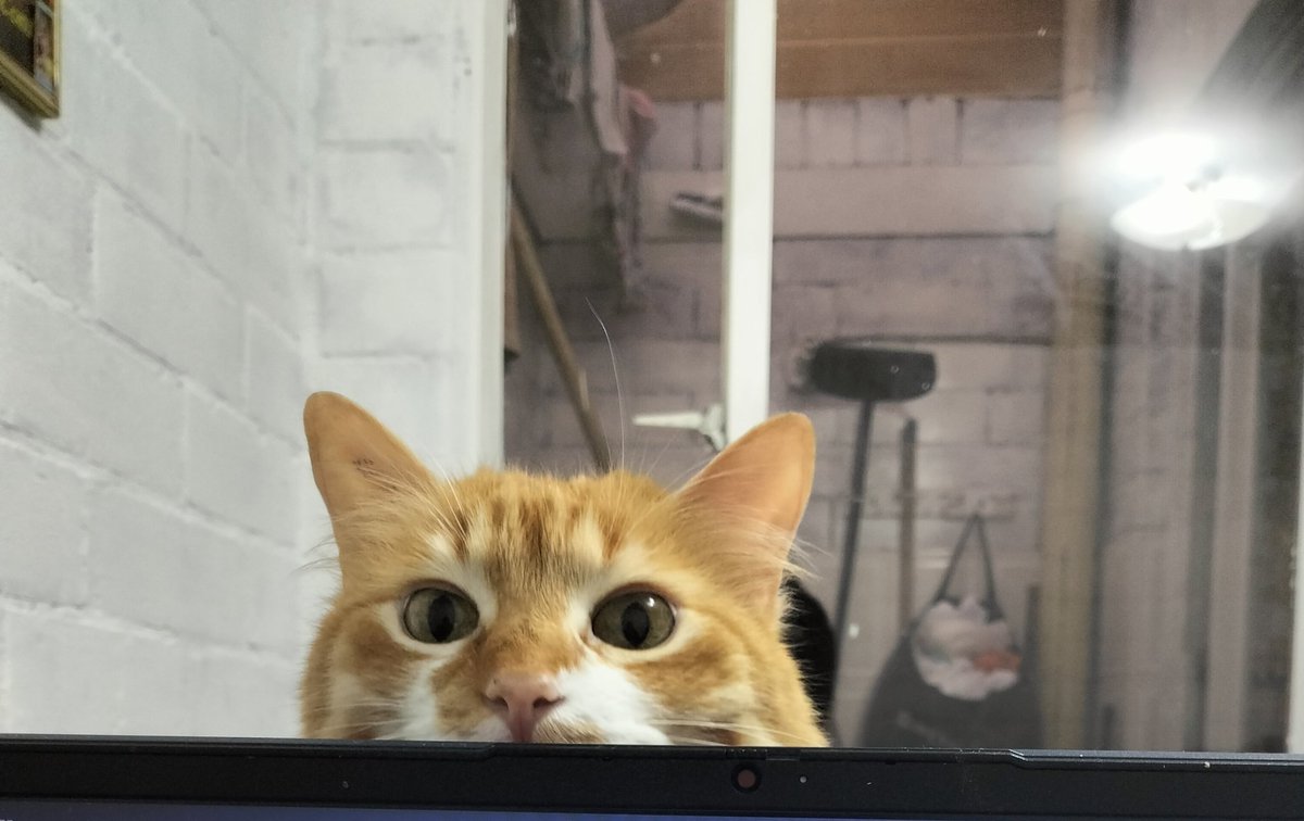 Stillcrazyman's tweet photo. Gracias, gracias por acompañarme en estos años, gracias por tus ronroneos, mordidas, caricias y cariños... 8 años de estar junto a ti y que me mostraste el amor con cada ronroneo... El cielo de los gatos hoy cuenta con un michi más mi amada Pelusa 💔 https://t.co/aTat3pUhVD