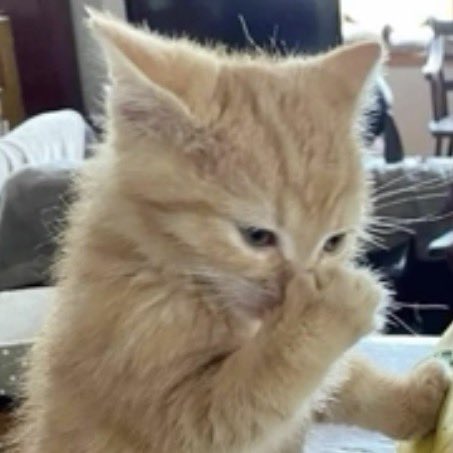 thyelloow tweet media