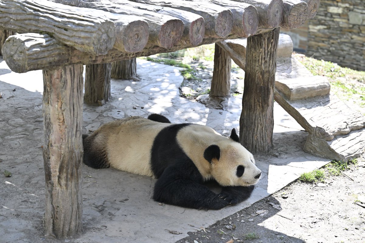 なおぱんだ tweet media