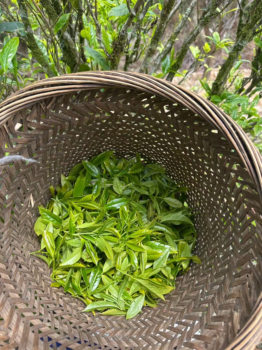 🌿cat chuang🌸 tweet media