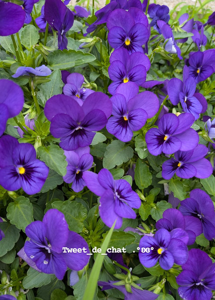 あんな🍎*。🐱 tweet media